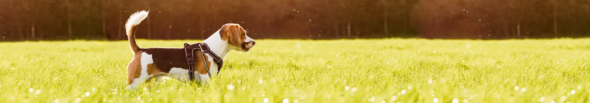 Beagle dog in field with a stick in his mouth